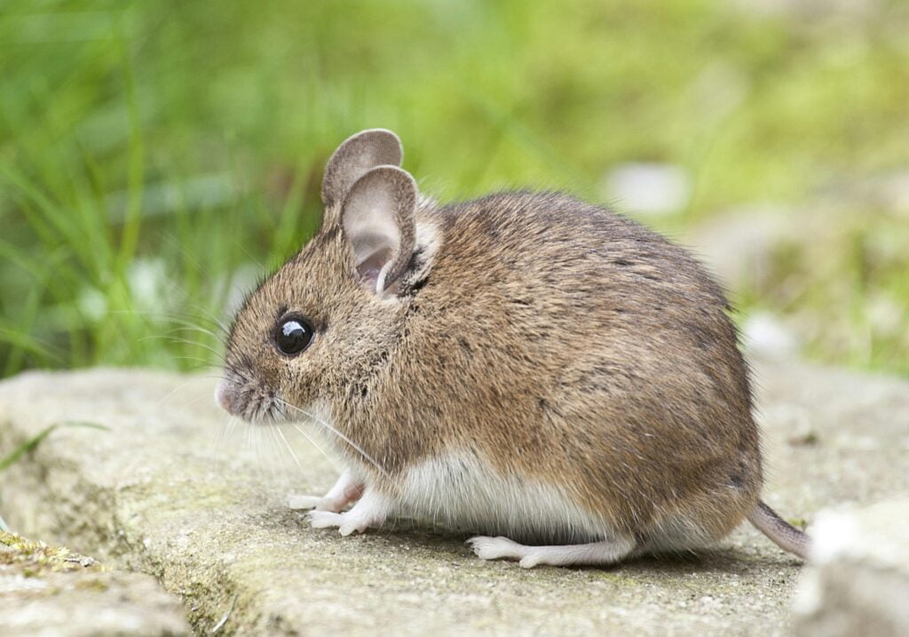O Que Significa Sonhar com um Rato