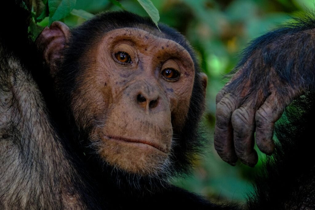 O que Significa Sonhar com um Macaco