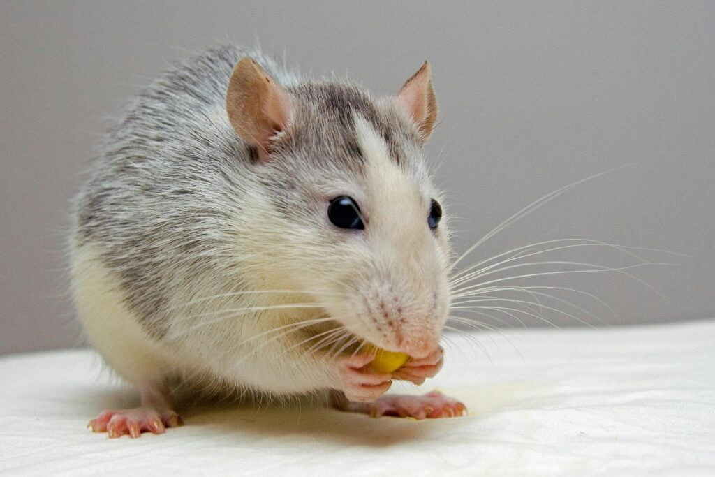 Significa Sonhar com Rato