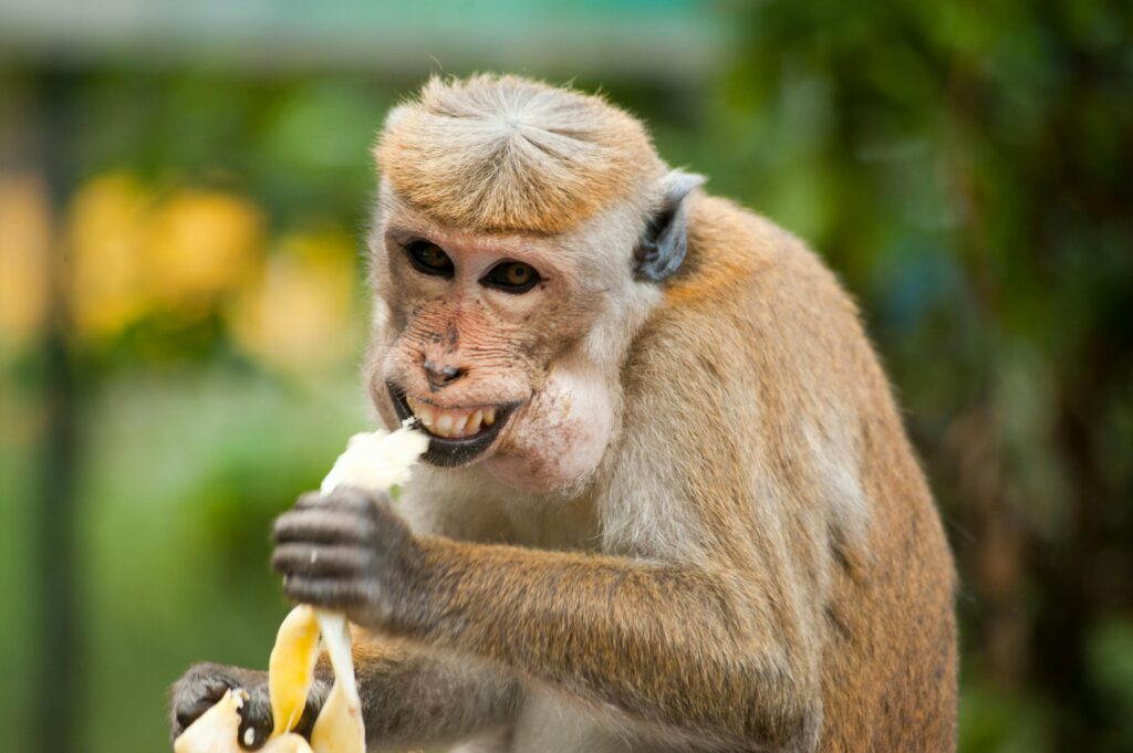Significa Sonhar com um Macaco