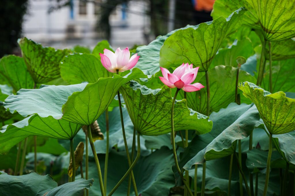 Significado Sonhar com Flores