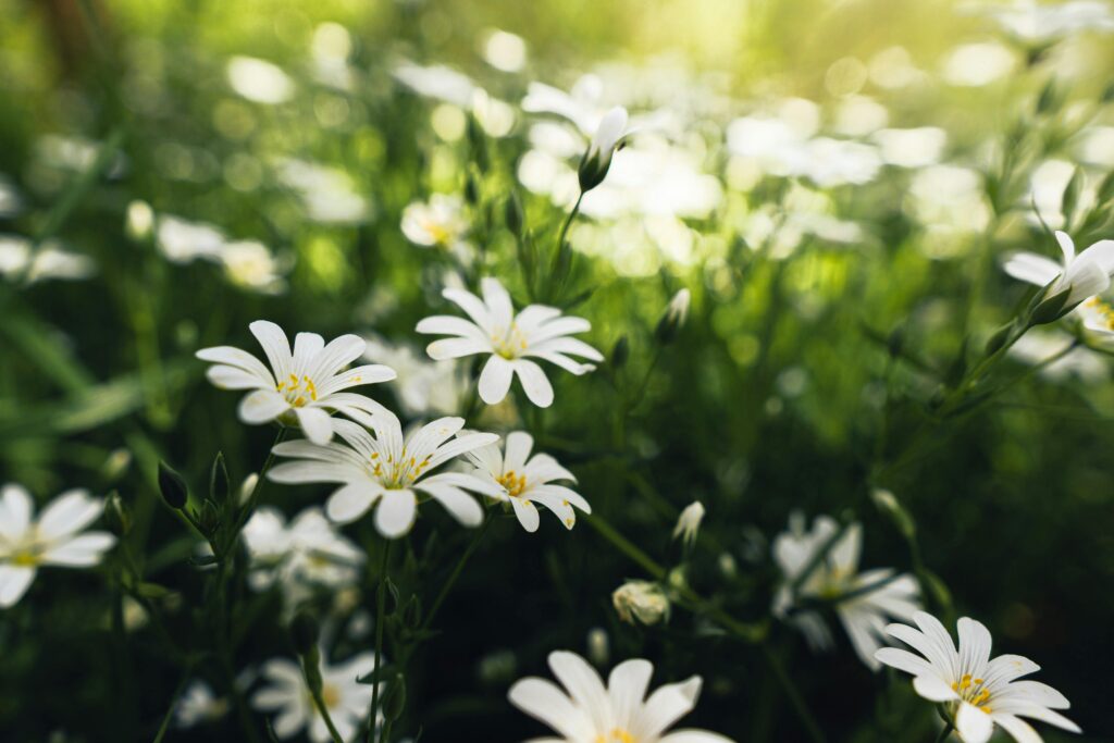 Sonhei com Flores