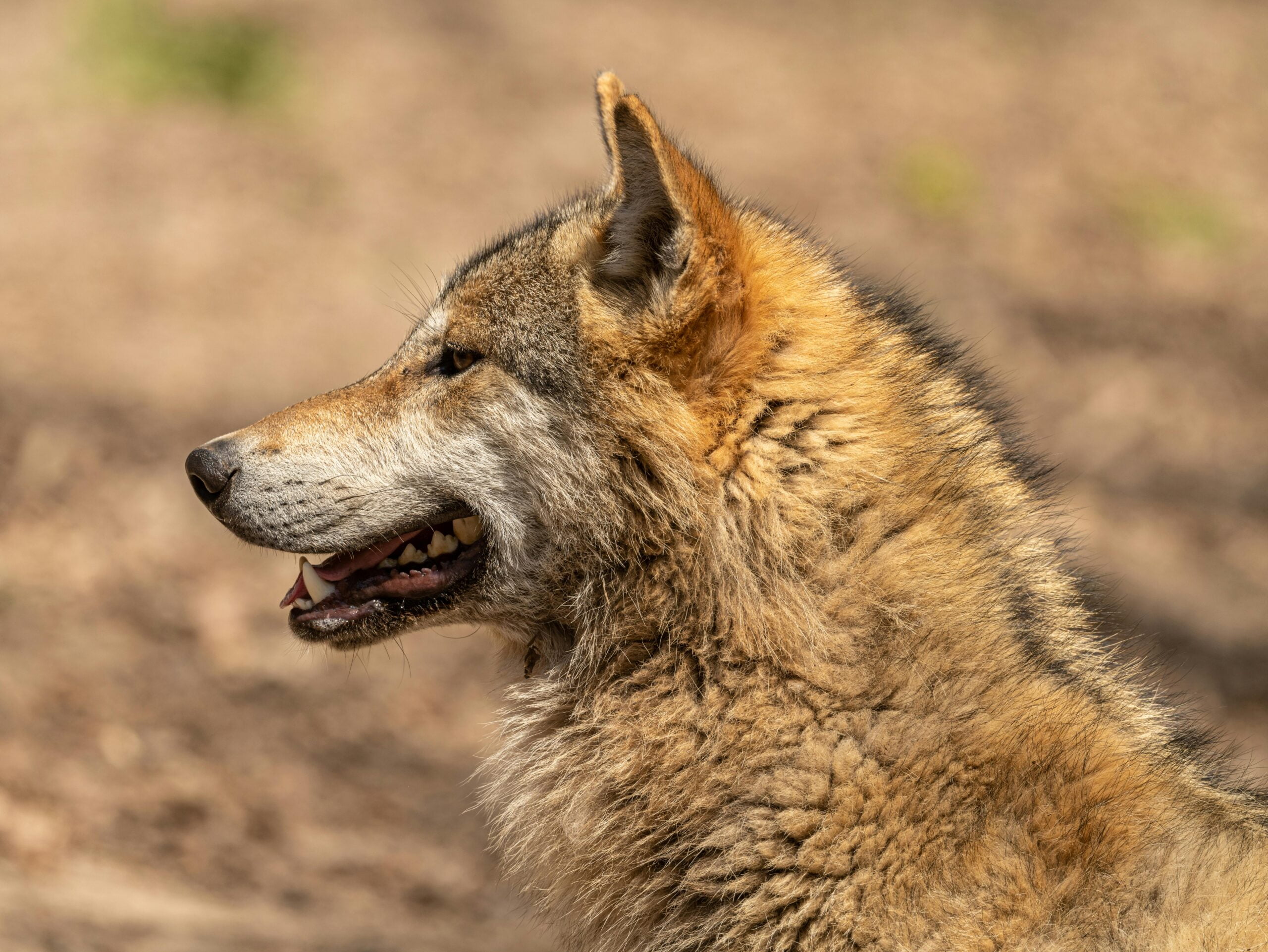 o que significa sonhar com lobo