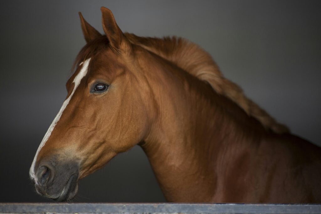 o que significa sonhar com um cavalo