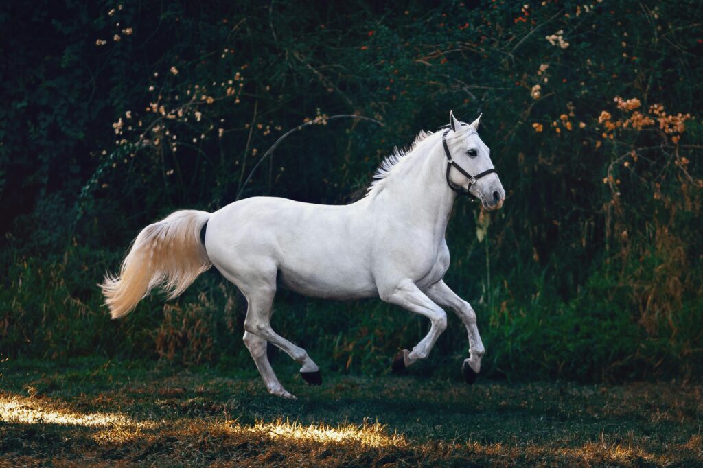 significa sonhar com um cavalo