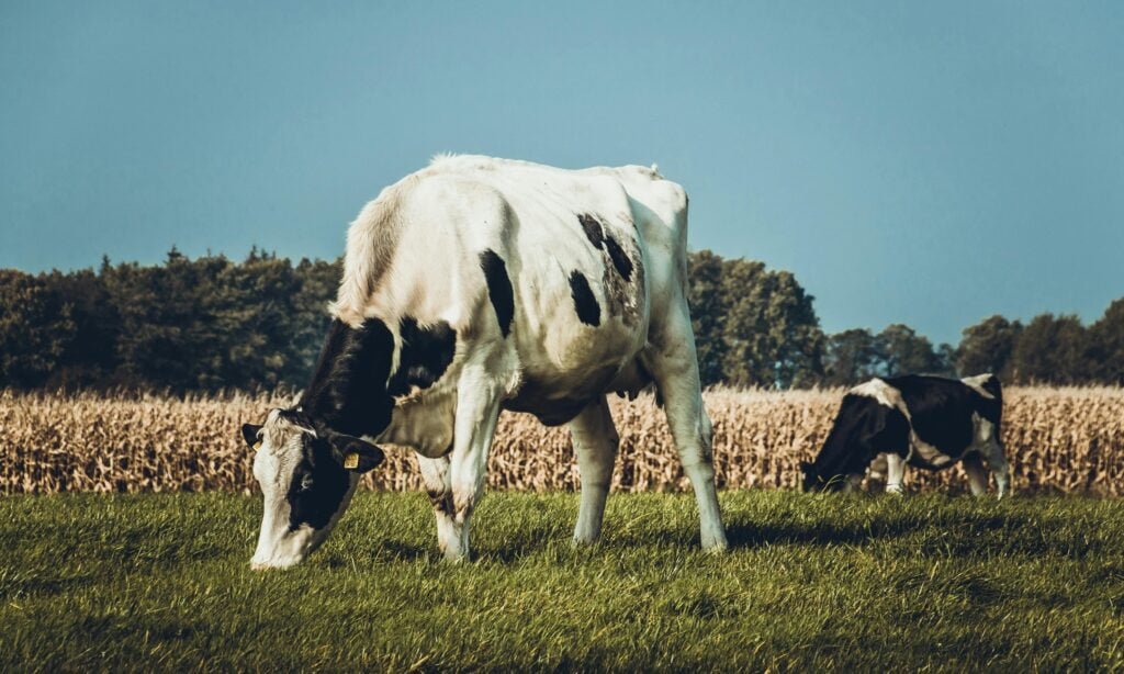 significa sonhar com uma vaca